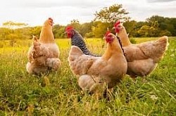 hen