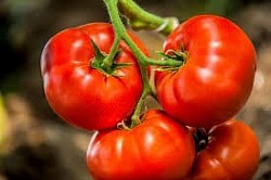 tomatoes