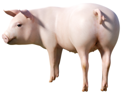 PIG