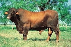 COW
